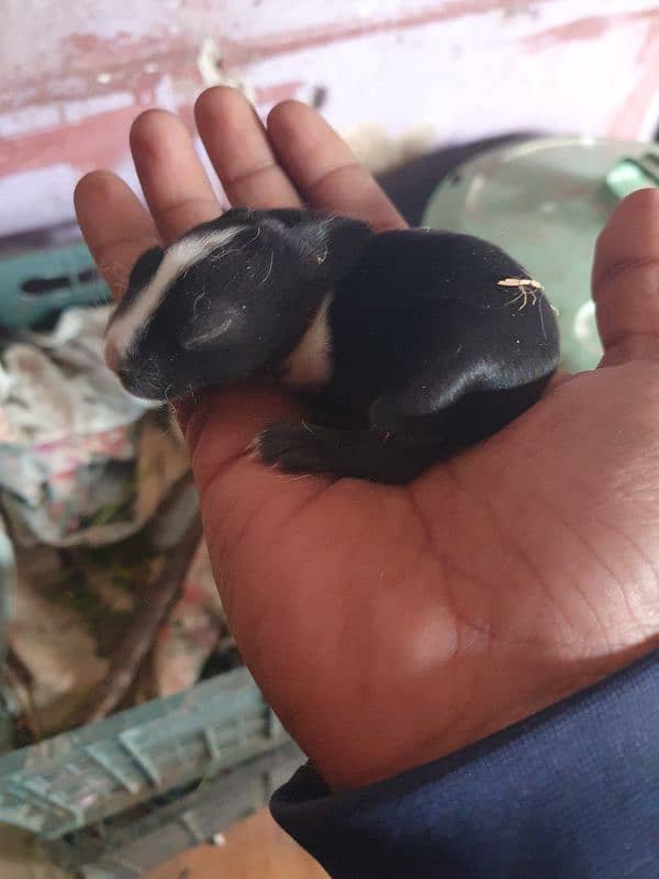 rabbits 2 weeks old , 1 month old and 2 months old 9