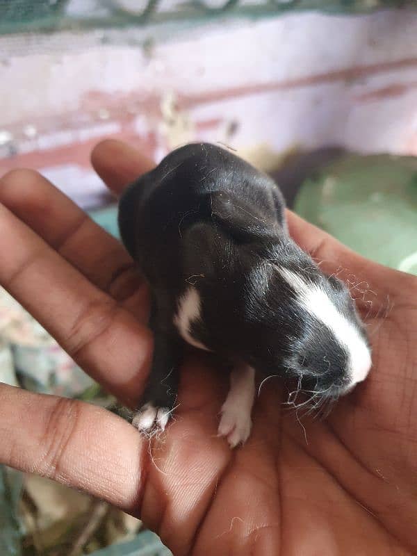 rabbits 2 weeks old , 1 month old and 2 months old 10