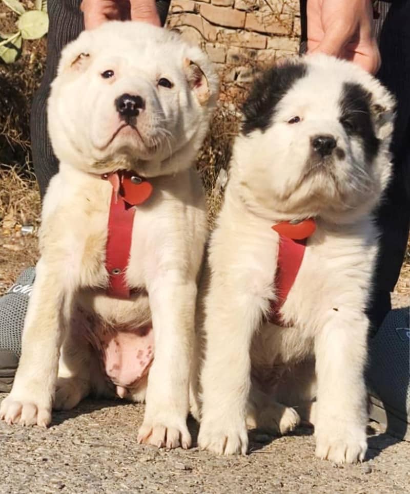 Alabai pair | Alabai Breed | Alabai Puppies | Alabai Pair 0