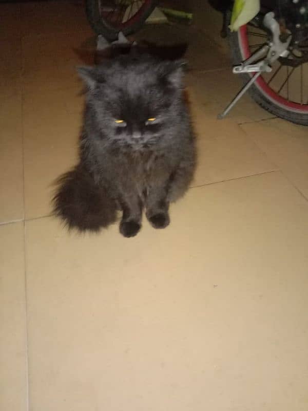 Persian black cat 3