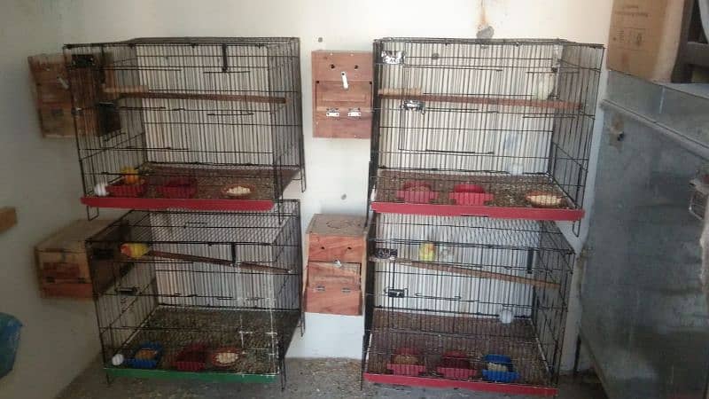 love birds all setup for sale with cage Whatsapp number 03145340919 0