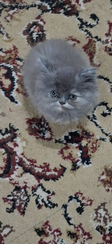 Fluffy Persian Kitten for Sale – Vaccinated & Healthy 0