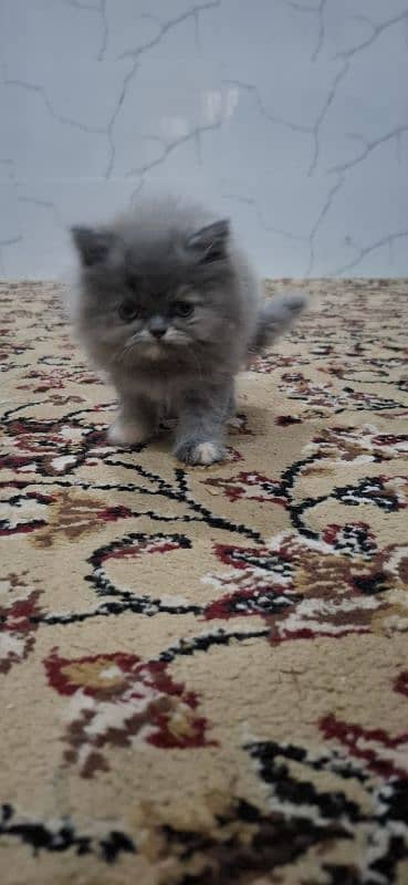 Fluffy Persian Kitten for Sale – Vaccinated & Healthy 1