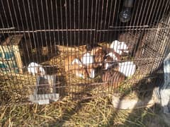 breeder female guinea pig with baby