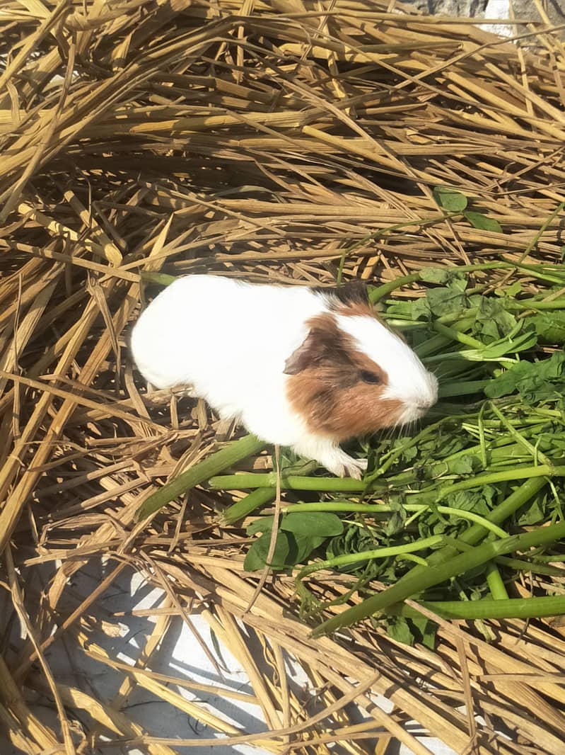 breeder female guinea pig with baby 1