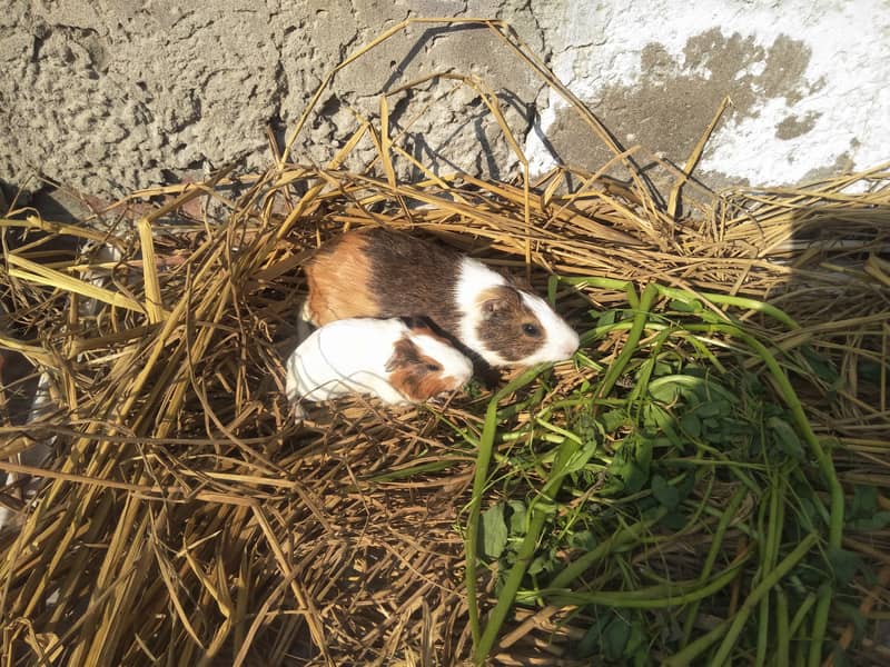 breeder female guinea pig with baby 2