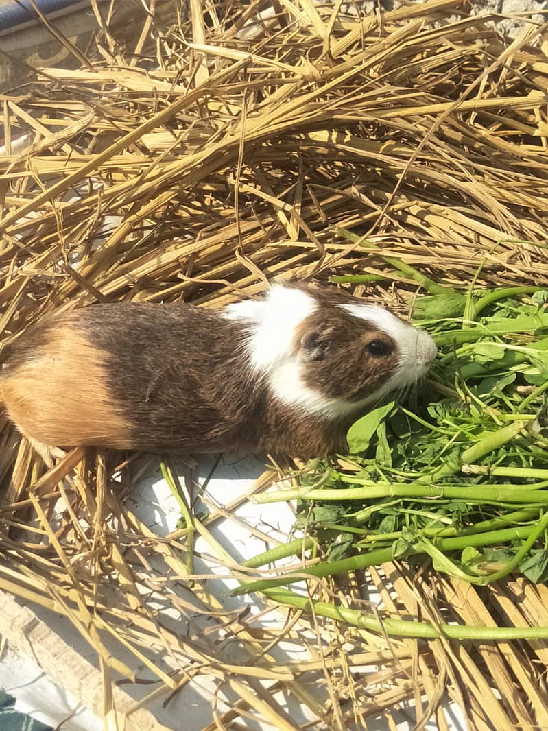 breeder female guinea pig with baby 3