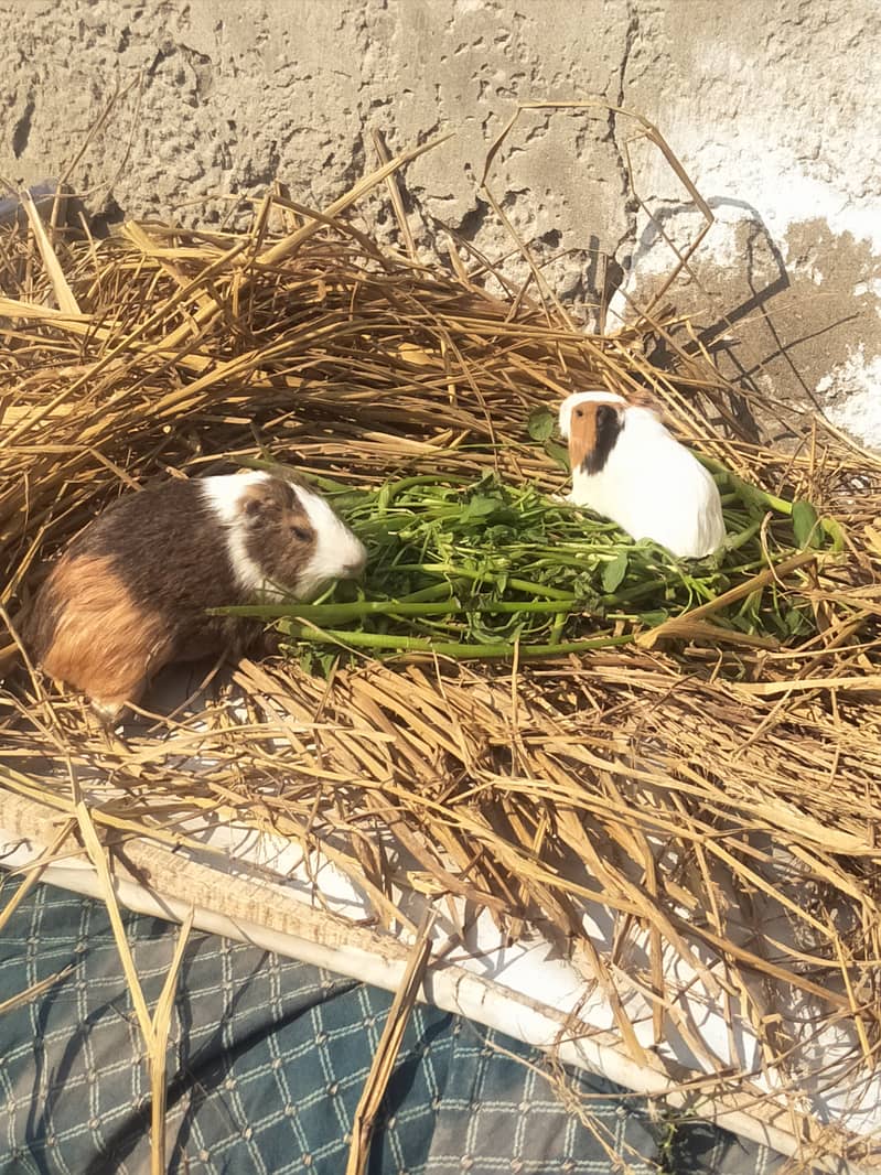 breeder female guinea pig with baby 4