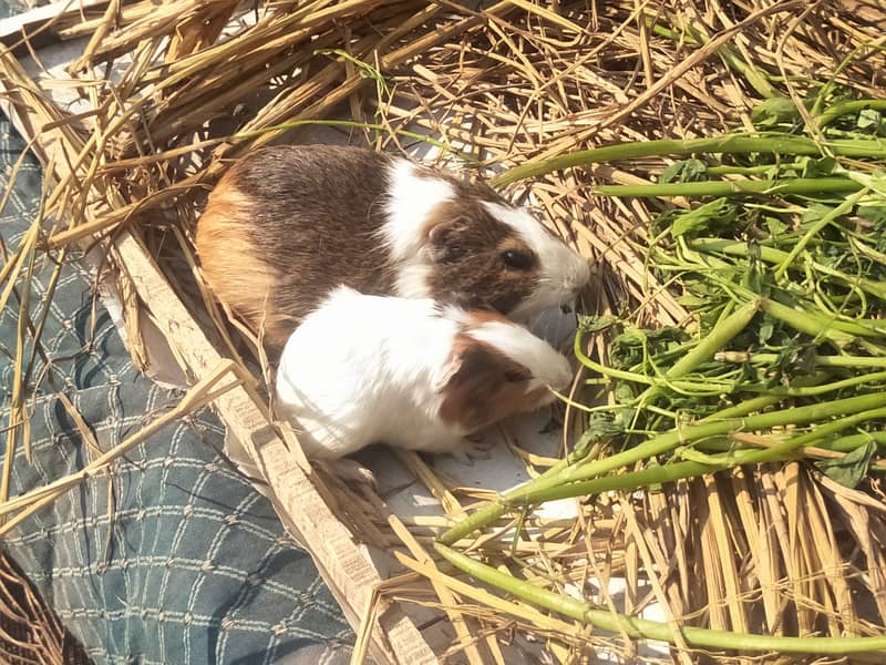 breeder female guinea pig with baby 5