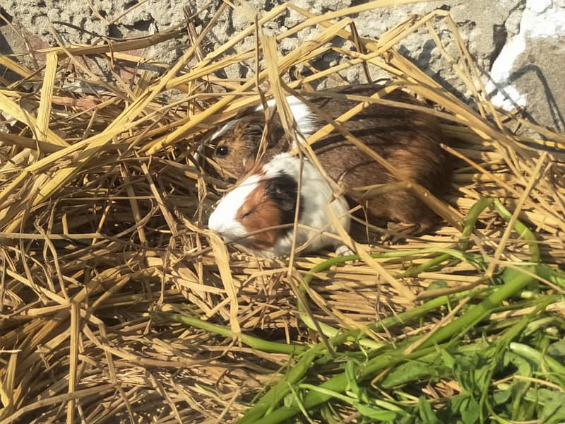 breeder female guinea pig with baby 6