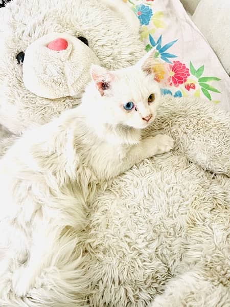 Persion Trained Double Coated two Colored Eye Cat For Sale 0