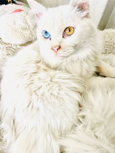 Persion Trained Double Coated two Colored Eye Cat For Sale 1