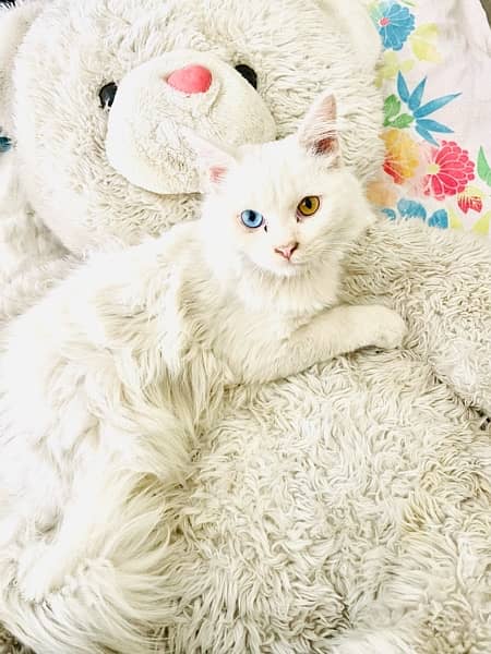 Persion Trained Double Coated two Colored Eye Cat For Sale 2