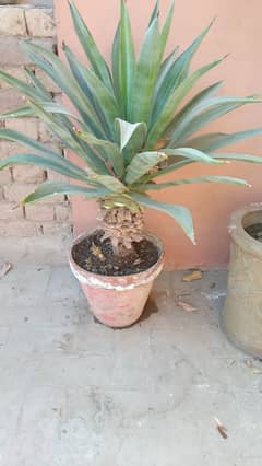 beautiful plant