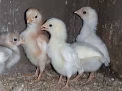 Heera Aseel chicks