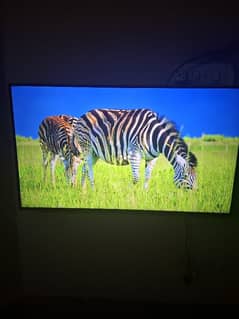 Samsung led du7000 43 inch with 11 month warrenty