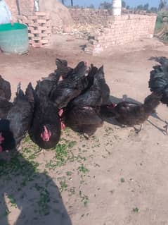 Australorp checks for sell |Australorp agg for sell