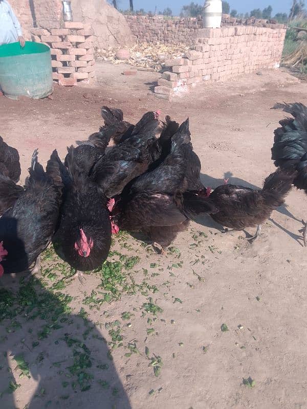 Australorp checks for sell |Australorp agg for sell 0