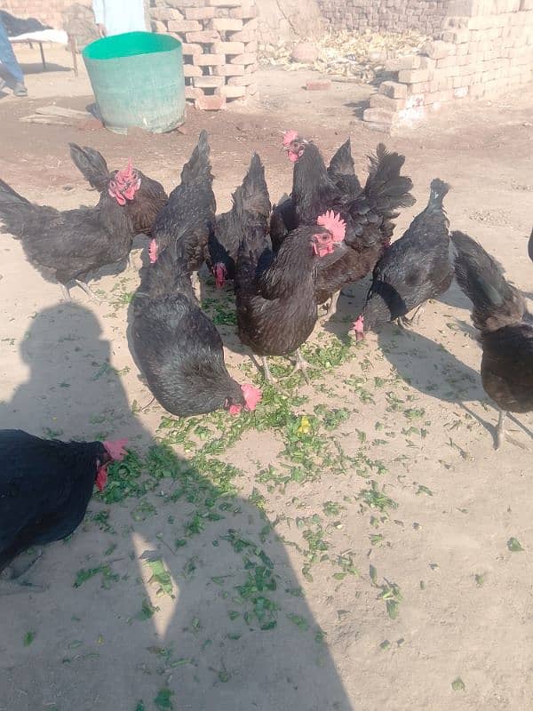 Australorp checks for sell |Australorp agg for sell 1