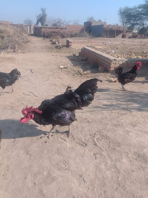 Australorp checks for sell |Australorp agg for sell 2