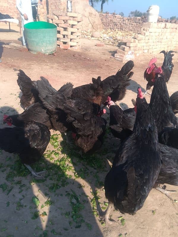 Australorp checks for sell |Australorp agg for sell 3