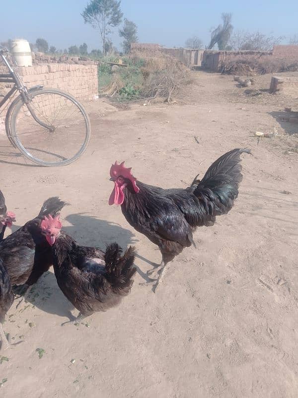 Australorp checks for sell |Australorp agg for sell 4