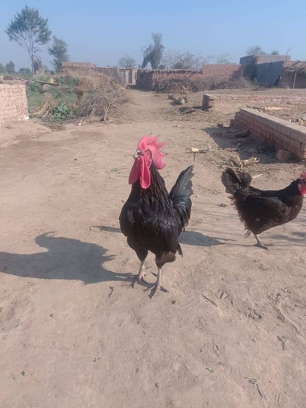 Australorp checks for sell |Australorp agg for sell 5