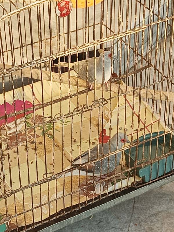 Diamond Dove For Sale 0