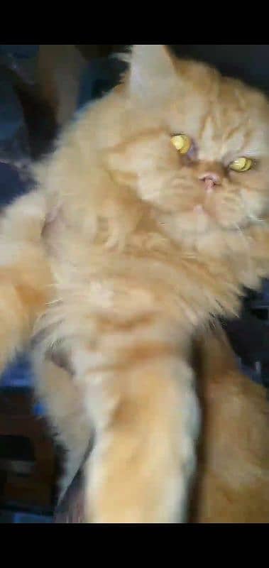 persian cat for sale 0