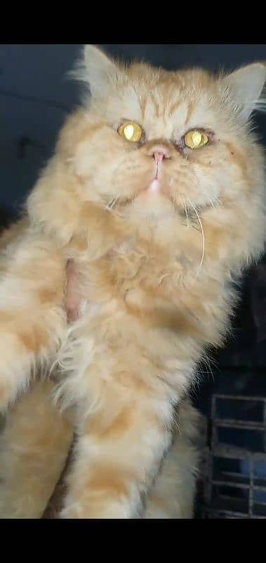 persian cat for sale 2