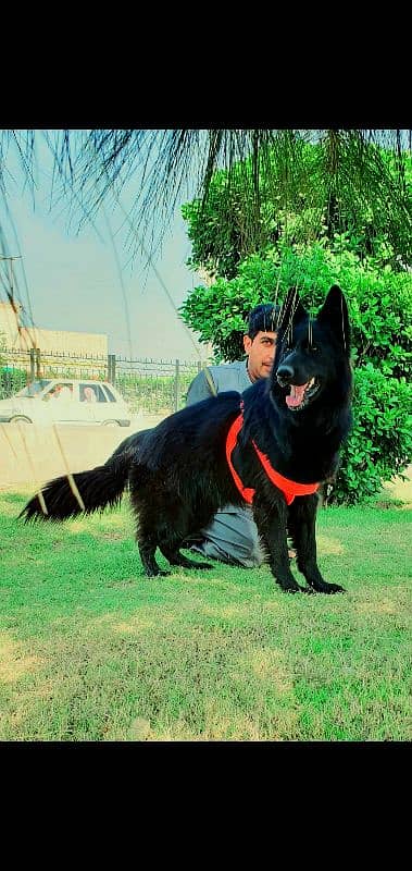 GSD non Pedegree black long coat breeder female 0