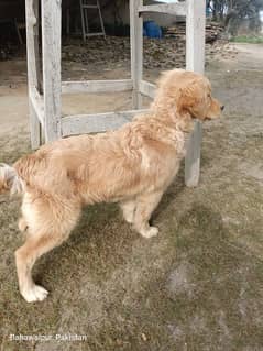 Golden retriever pupp 6 months