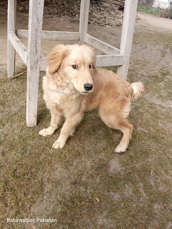 Golden retriever pupp 6 months 1