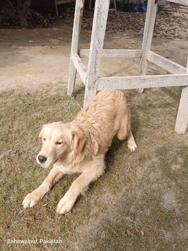 Golden retriever pupp 6 months 2