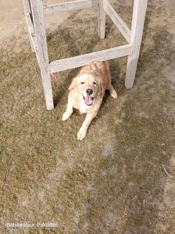 Golden retriever pupp 6 months 3