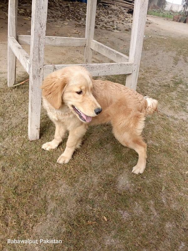 Golden retriever pupp 6 months 4