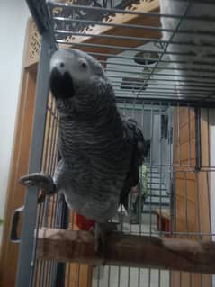 Grey parrot