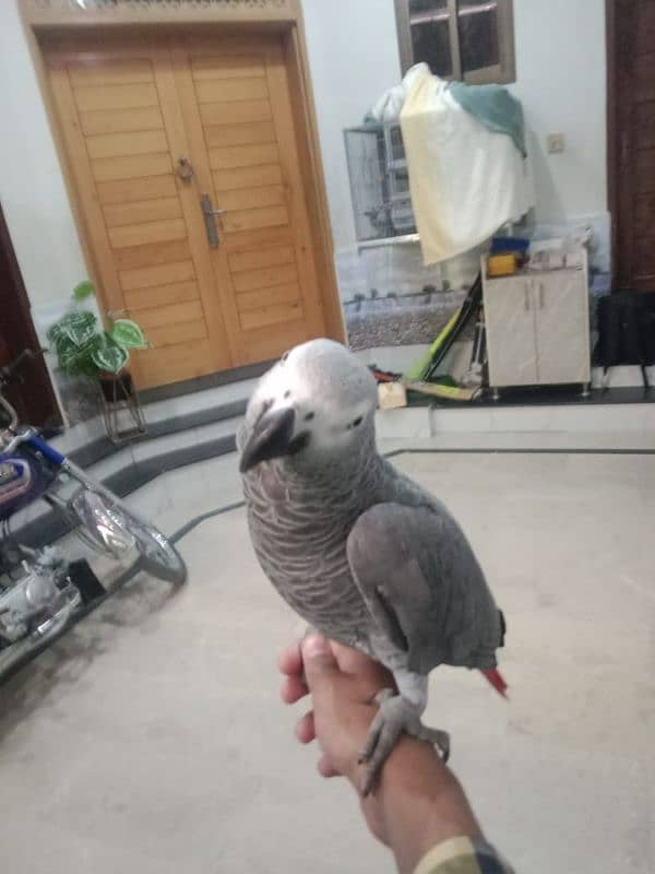 Grey parrot 2