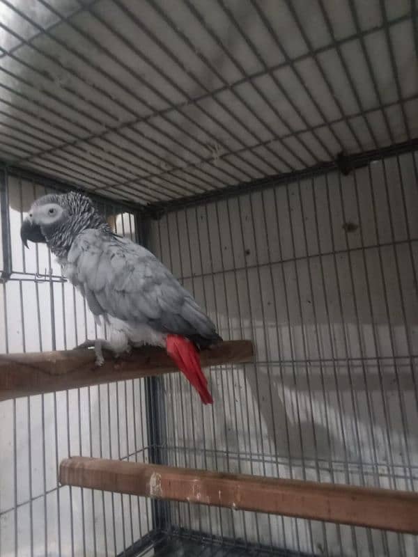 Grey parrot 3