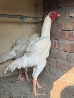 japnes king shamo males long hight Pathay hi for sale location Lahore