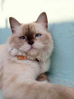 Siamese Persian female vaccinated 5 months old kitten