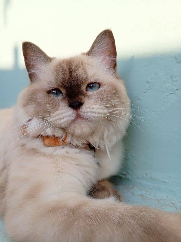 Siamese Persian female vaccinated 5 months old kitten 0