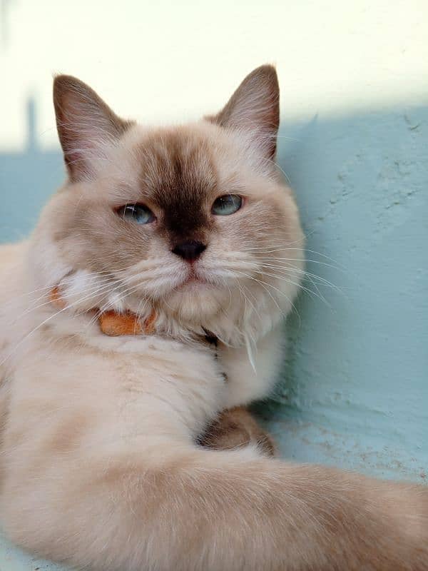 Siamese Persian female vaccinated 5 months old kitten 1