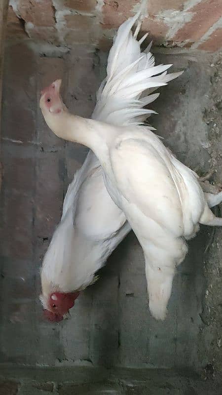 Heera Aseel Female 0