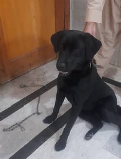 Labrador female