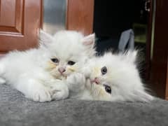 White Persian Kitten | Triple Coated | Litter Trained