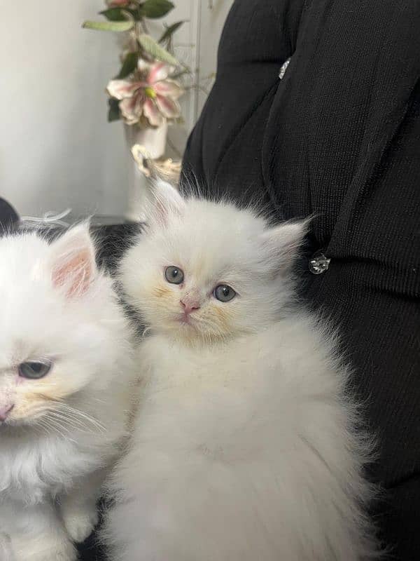 White Persian Kitten | Triple Coated | Litter Trained 1