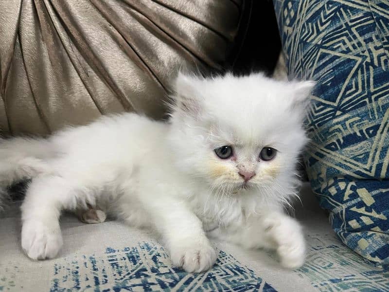 White Persian Kitten | Triple Coated | Litter Trained 2