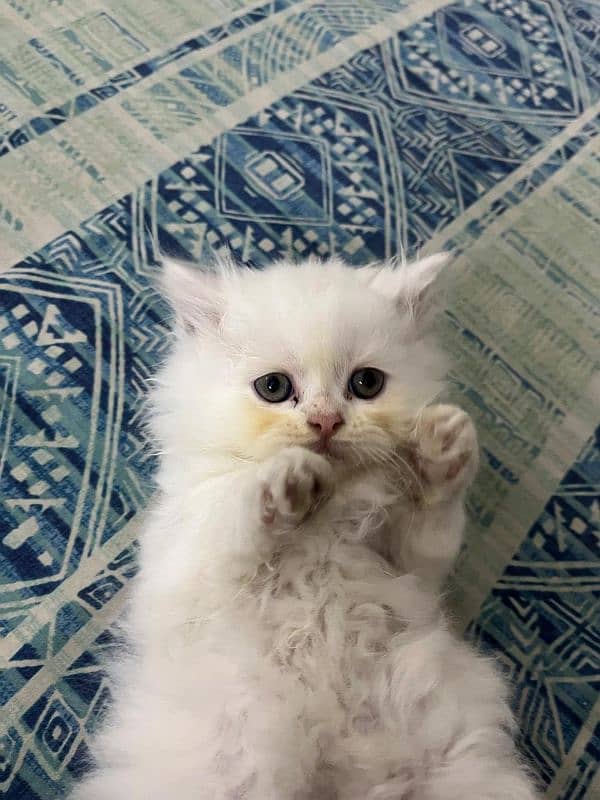 White Persian Kitten | Triple Coated | Litter Trained 3