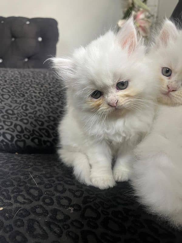 White Persian Kitten | Triple Coated | Litter Trained 4